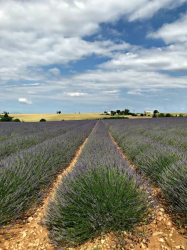 Lavender fields near Moustiers-Sainte-Marie