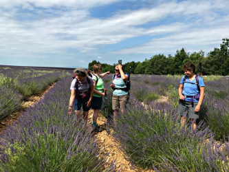 Lavender fields near Moustiers-Sainte-Marie