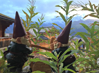 Gnomes with a view, Berner Oberland