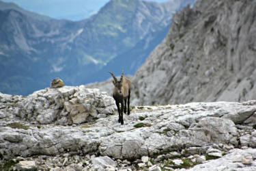 Ibex, Julian Alps