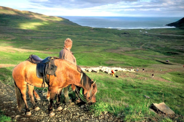 Icelandic horse and sheep