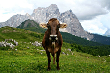 Dolomites Cow