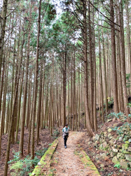 Forests of the Kumano