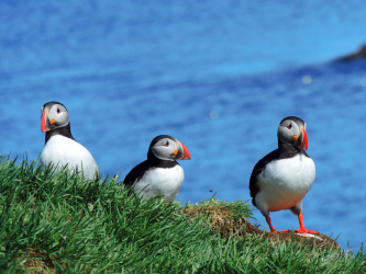 East Fjords Puffins