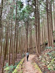 Forests of the Kumano